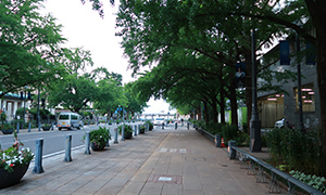 県庁前歩道