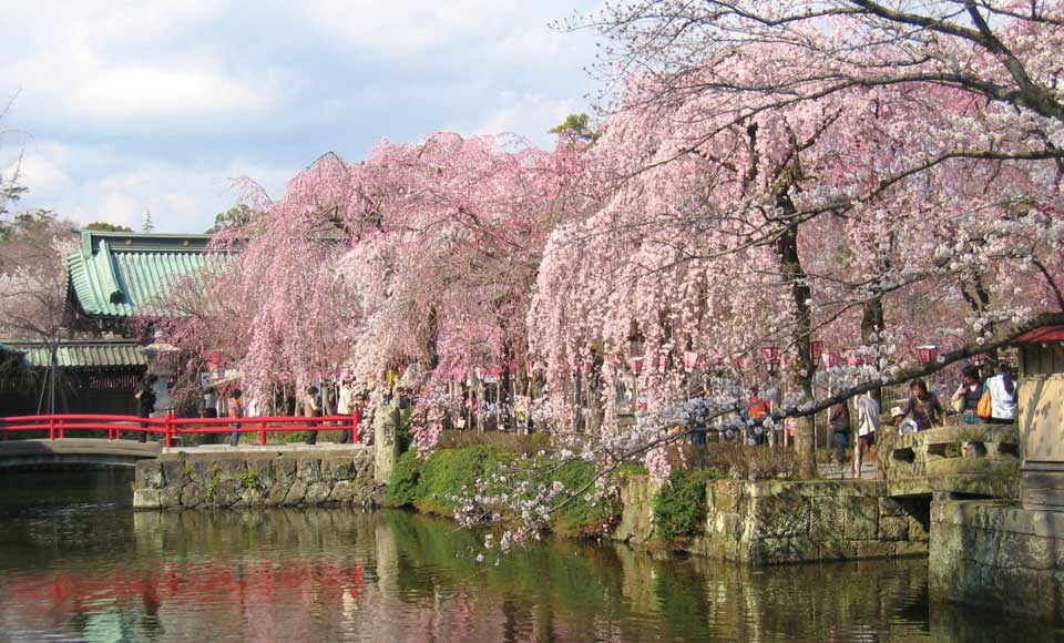 H904 三嶋大社の桜と富士を眺める大吊橋三島スカイウォーク トラベルコ