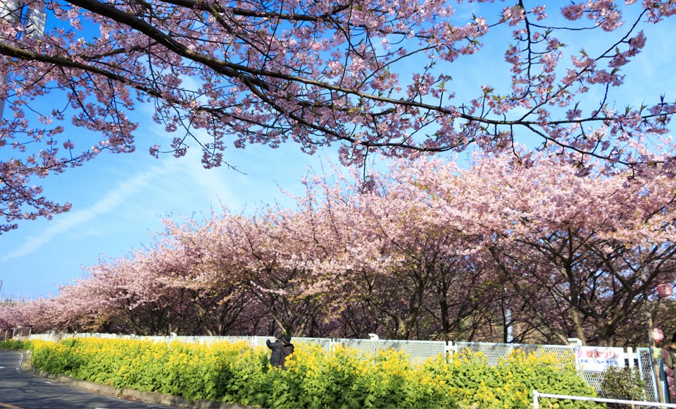 R563 春を先取り 花の鎌倉と三浦海岸河津桜まつり トラベルコ