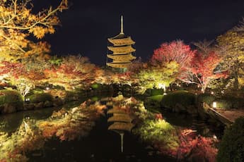 Xa 夜の特別拝観 御寺泉涌寺別院 雲龍院と東寺ライトアップ 京阪バス トラベルコ