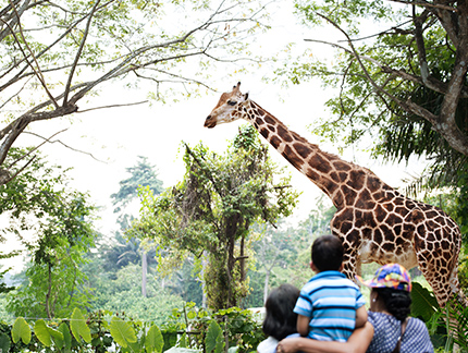 シンガポール動物園ツアー シンガポールオプショナルツアー予約サイト旅プラスワン