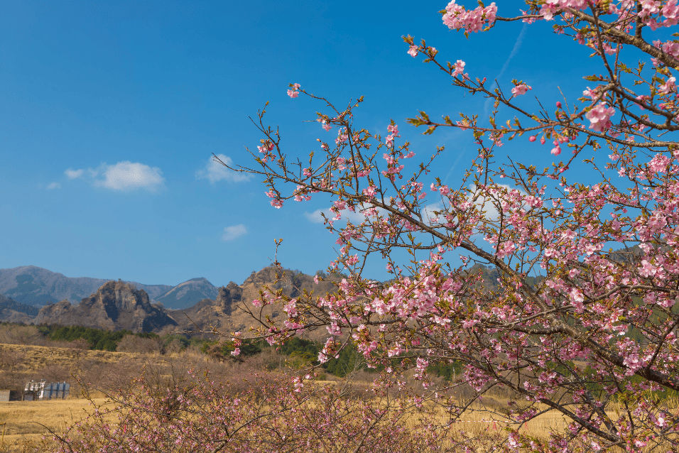 河津桜