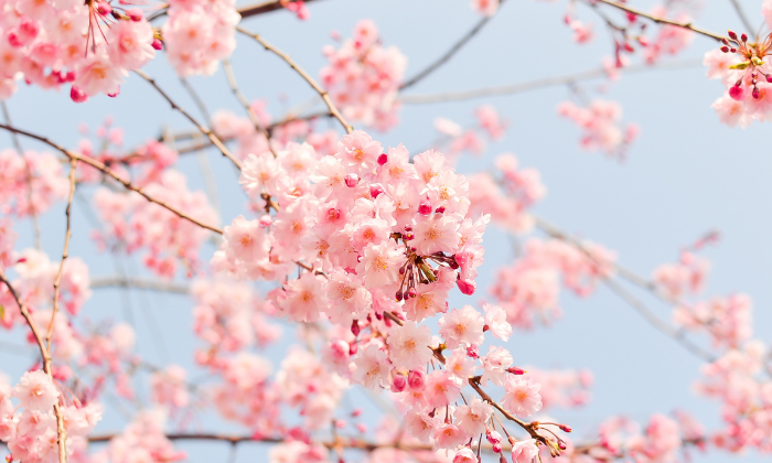 横浜 お花見