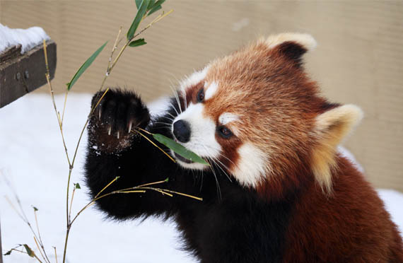  【2024.12/21～2025.1/26出発】冬の旭山動物園たっぷり満喫と美瑛・青い池