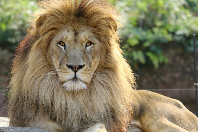 【新宿発】動物たちの楽園「富士サファリパーク」たっぷり満喫！！大人気ジャングルバスの乗車付きでドキドキ・わくわく体験★　日帰りバスツアー