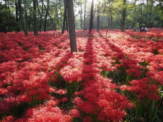 見渡す限り真っ赤のじゅうたん！巾着田・曼珠沙華＆サルビア　２つの赤の絶景めぐりと小江戸川越散策付バスツアー【027027-769】