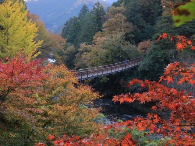 紅葉の秋川渓谷と幻想的な光の演出が魅力のよみうりランドジュエルミネーション観賞バスツアー ～老舗料亭「なか安」での昼食付～【027027‐905】