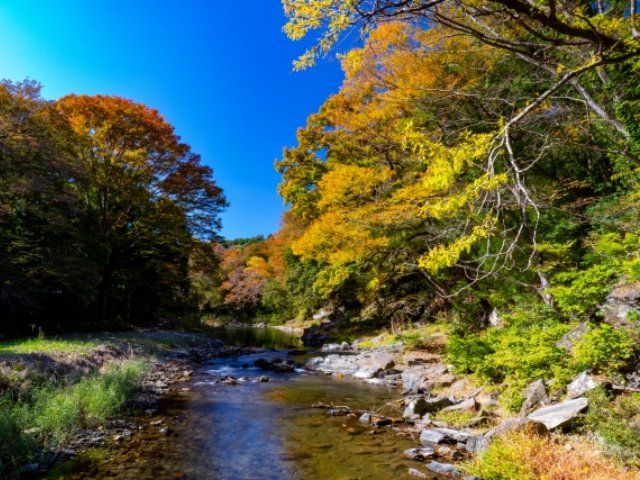 京都嵐山を思わせる「武蔵嵐山渓谷」の紅葉ともみじの名刹「平林寺」を訪ねるバスツアー～割烹二葉･名物忠七めしのご昼食～【027027‐899】