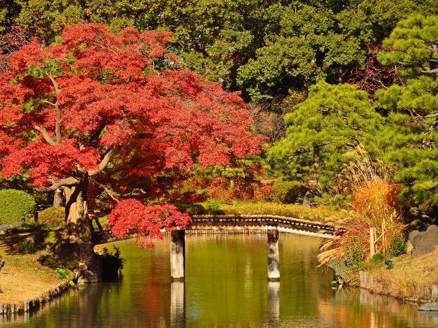 紅葉彩る大名庭園＆黄金のイチョウ並木と池田山公園ライトアップ巡りバスツアー　～ホテルランチビュッフェ付～【027027‐962】