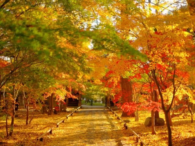 まるで都心の京都「九品仏浄真寺」＆都内を彩る紅葉スポットめぐりバスツアー　～伊勢海老御膳のご昼食付～【027027‐961】