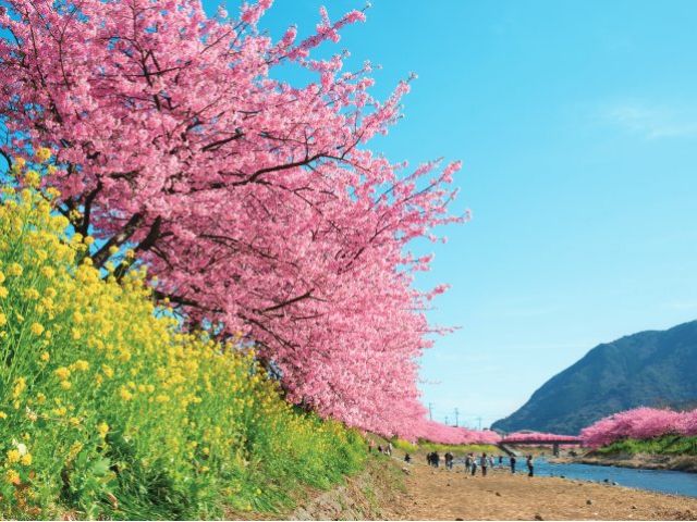 JR特急踊り子号と新幹線こだま号利用で行く河津桜まつりとつばき咲く絶景の小室山バスツアー【027027‐989】