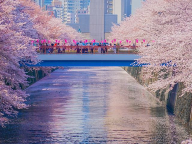 桜の庭園・高輪桜まつり＆目黒川桜のトンネル＆しだれ桜3大スポットめぐりバスツアー～グランドプリンスホテル高輪にてお食事付～