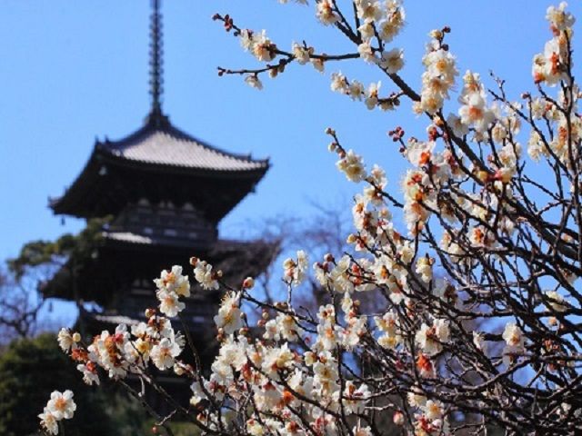 梅咲き誇る「三溪園」&ガイド付き見学でいく大本山總持寺&弘明寺商店街でお買い物バスツアー＜精進料理のお食事付き＞【027027‐1001】