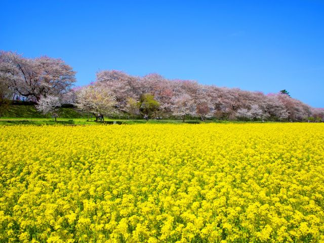 菜の花と桜の競演！幸手権現堂堤＆日本一の花桃名所「古河桃まつり」見学バスツアー【027027‐1042】