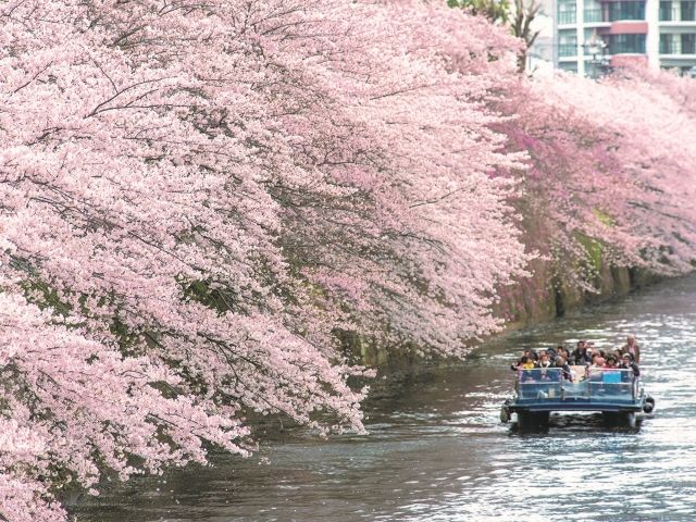 船内ガイドがご案内！圧巻の景色「目黒川桜回廊 貸切クルーズ]　～船上で楽しむ軽食付～【027027-1027】