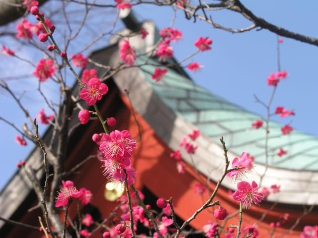 梅咲く鎌倉神社めぐり＆美しい竹の庭「報国寺」参拝ツアー　～老舗・鎌倉峰本にて創作精進料理のご昼食付～【027027-1043】