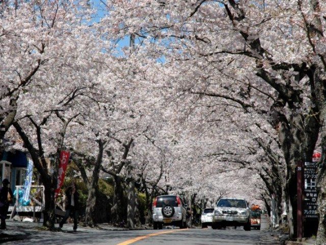 ＪＲ特急「踊り子号」利用で行く伊豆高原の桜とスリル満点城ヶ崎海岸海のつり橋散策～名店「海女の小屋海上亭」で海の幸を楽しむ～バスツアー【027027-1049】