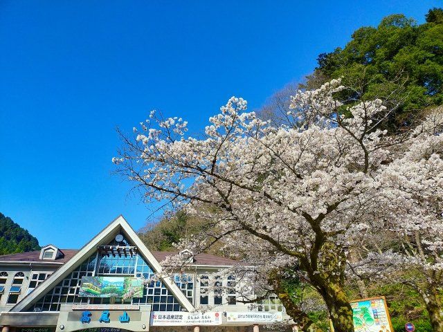 春爛漫の昭和記念公園と桜の高尾山を楽しむバスツアー～老舗料亭「なか安」でのご昼食付～【027027-1062】