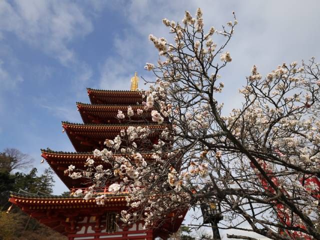 京王百草園の「つるし雛」&五重塔×梅が美しい高幡不動尊&ガイドと巡る深大寺バスツアー～深大寺蕎麦のお食事付き～【027027-1063】