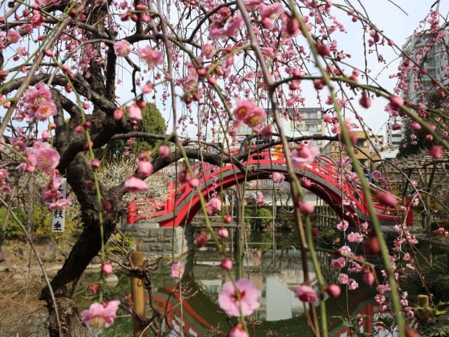 梅の花が咲き誇る江戸三大天神「湯島天神」「亀戸天神社」「谷保天満宮」めぐりバスツアー　～ホテルコンチネンタル府中にてメイン＋ハーフバイキング付～【027027-1087】