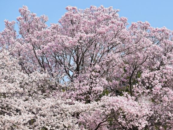 皇室ゆかりの３つの庭園桜めぐり＆完全予約制の皇居三の丸尚蔵館見学バスツアー　～歌舞伎座レストランでのお食事付き～【027027-1072】