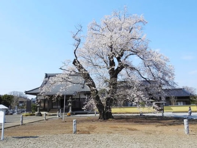 12年に1度の「猿島阪東観音開帳」参拝＆樹齢400年の江戸彼岸桜巡りバスツアー【027027-1093】