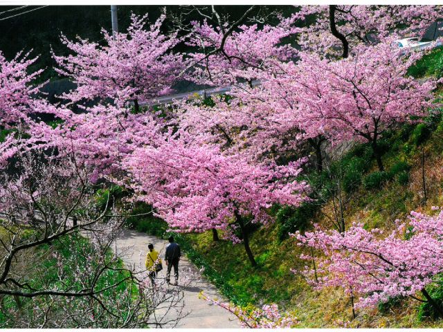 河津桜咲く「頼朝桜まつり」＆多品種食べ比べ！旬の味覚いちご狩りバスツアー　～海鮮丼のご昼食付～【027027-1098】