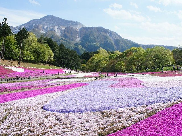 特急Laviewでらくらく移動！羊山公園芝桜観賞＆秩父神社参拝ツアー～秩父のとれたて食材をつかった御膳のお食事付き～【027027-1117】