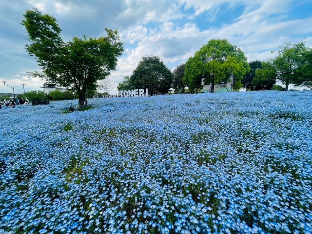 都内で楽しむ一面の青い絨毯ネモフィラ＆文京つつじ祭り＆花寺・西新井大師参拝バスツアー　～浅草老舗・手打ちそば十和田のご昼食付～【027027‐1164】