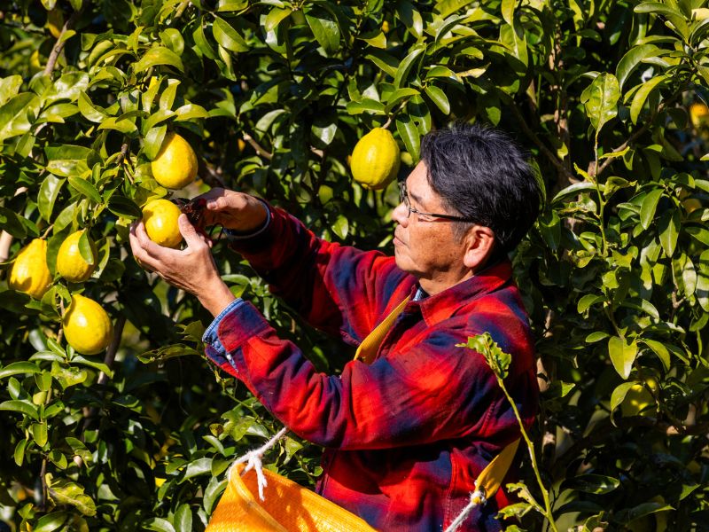 【日帰り貸切バスの旅】くまモンランドオフィシャルツアー熊本県南のご当地グルメを食べつくす！