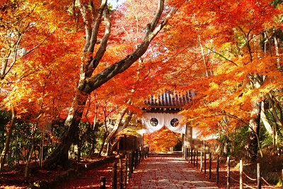 【京都駅集合／嵐山現地解散】紅葉の名所「光明寺」と「天龍寺」＆渡月橋上流を屋形船で遊覧！レストラン嵐山で京おばんざいバイキング付き！