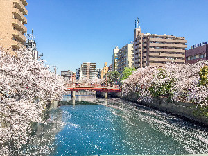 中華街の人気店『金香楼』でのお食事とお花見クルーズプラン