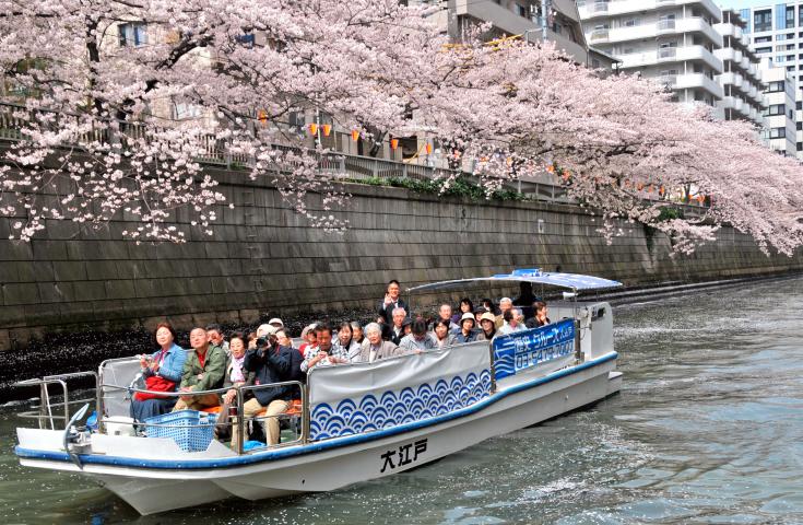 【東京お花見クルーズ】都内人気No,1！目黒川の桜を屋根の無いオープン船から楽しむお花見ツアー