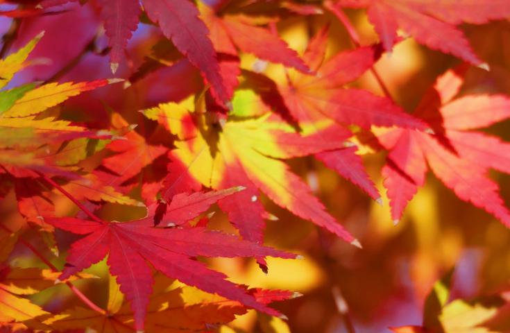 高級品種「シャインマスカット」狩り食べ放題に富士山と紅葉が望める紅葉名所「もみじ回廊」や絶景「富士山五合目」を巡る日帰りバスツアー