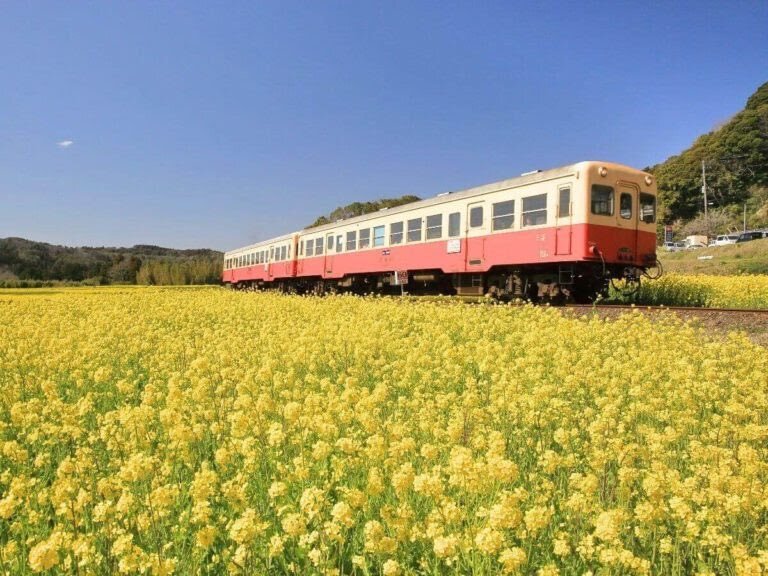 ＜新宿発・西船橋駅発＞ 百年古民家オーベルジュ 季の音　懐石料理の昼食と 桜舞う！菜の花畑を行くお花見列車の旅　さらに、南総里見八犬伝で知られる館山城跡の桜も♪