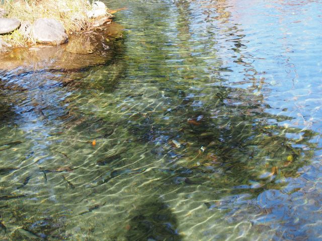 ◆食育／アウトドア体験◆きれいな湧き水上流の釣り堀で、釣り＆釣った魚をその場で捌いてて焼いて食す♪