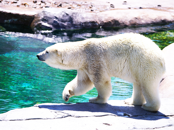 【札幌発】旭山動物園＆青い池＆白ひげの滝＆ニングルテラス日帰りツアー【ドリンク付き】【1人OK！】