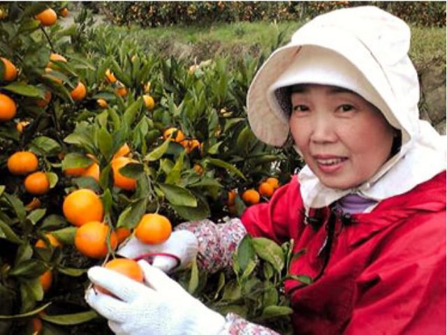 【和歌山・みかん狩り🍊】江戸時代から続く農家でみかん狩り