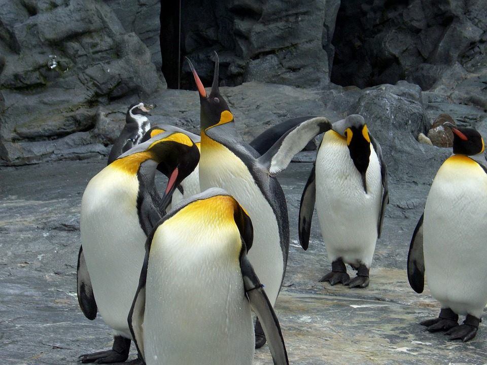 札幌発 旭山動物園日帰りバスツアー 旅プラスワン