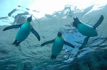 札幌発 旭山動物園日帰りバスツアー 旅プラスワン