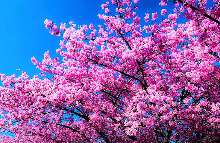 本州で一番早く咲く桜「河津桜まつり」と絶景富士山を吊橋から望む「三島スカイウォーク」日帰りバスツアー※全日程催行確定！！