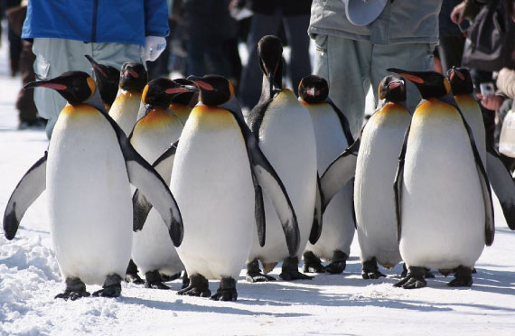 行動展示で一躍人気になった旭山動物園をたっぷり満喫！白い雪とのコントラストが幻想的な美瑛・青い池散策欲張り日帰りツアー【50-9500-11】