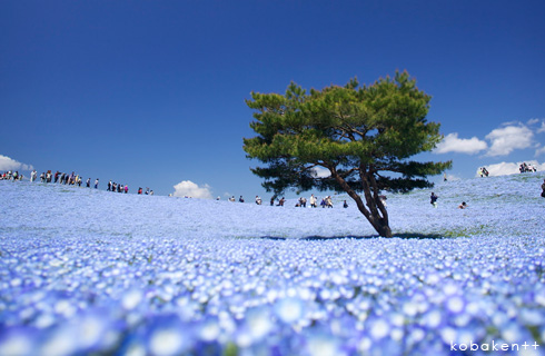 ≪花三昧≫一面、青の絨毯！ひたち海浜公園で絶景「ネモフィラ」鑑賞&あしかがフラワーパークでライトアップされた大藤棚もご堪能！＜1名様より催行♪＞