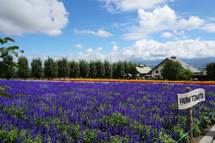 <札幌市内発着＞富良野・美瑛ファーム富田＋四季彩の丘　花をめぐる日帰りバスツアー