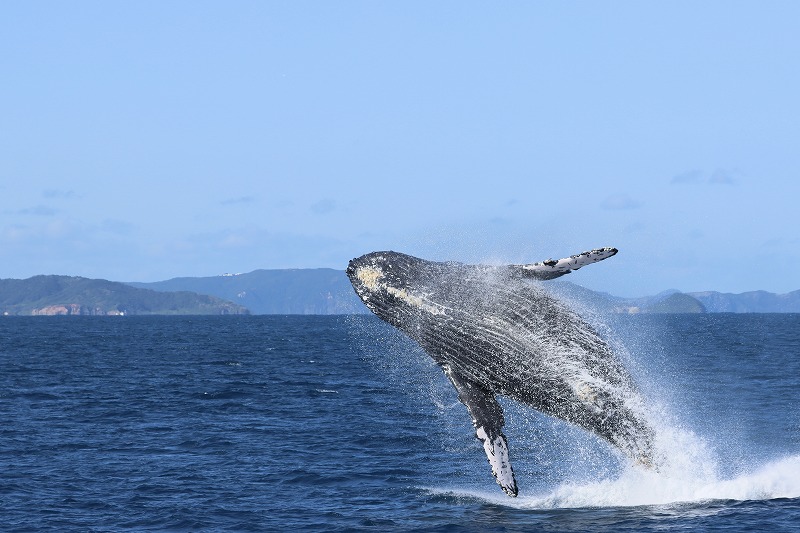 【那覇発☆ホエールウォッチング】1人1席確約！！全席前方向き☆カタマラン船だから酔いにくく快適♪トイレ完備・広々デッキ・ファミリーで楽しめます♪