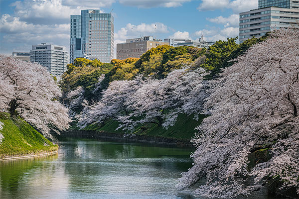 【東京レストランバス】心に贅沢な、桜花見コース★和食ランチフルコース・ワンドリンク付き