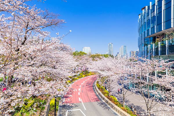 【バスツアー】心に贅沢な、桜花見コース★和食ランチフルコース・ワンドリンク付き