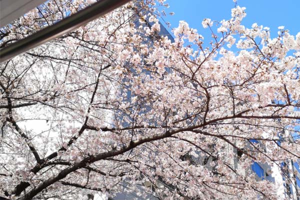 【バスツアー】心に贅沢な、桜花見コース★アフタヌーンティーコース・ワンドリンク付き