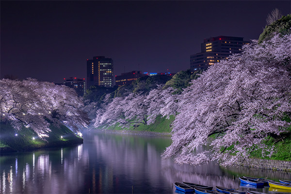 【バスツアー】心に贅沢な、桜花見コース★和食ディナーフルコース・ワンドリンク付き