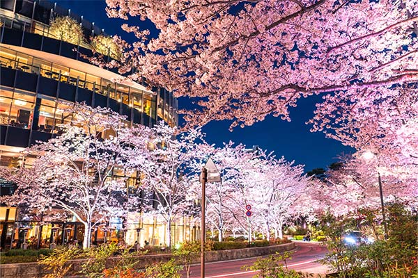 【バスツアー】心に贅沢な、桜花見コース★和食ショートディナーコース・ワンドリンク付き